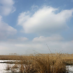 photo "Winter etude."