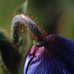 photo "Flower Detail"