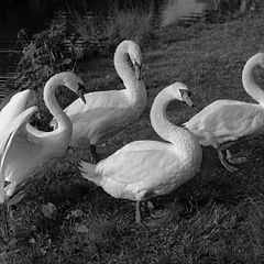 photo "Four Swans"