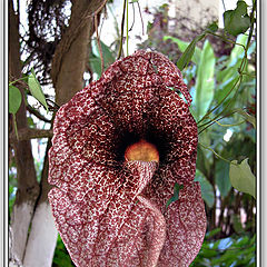 фото "Strange Flower"