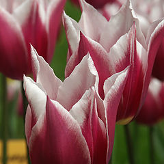 photo "Tulips"