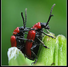 photo "~Bugs 2~"