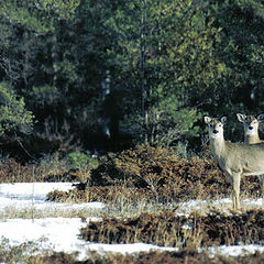 photo "white tails"