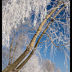 фото "Февральские узоры"