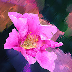 photo "Wild rose"