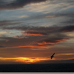 photo "Night flight"