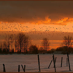 photo "Birds of Fire"