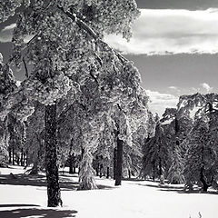 photo "Snowscape"