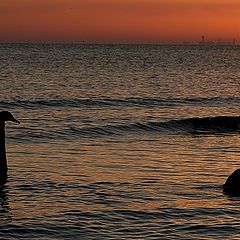 photo "2 Swans"