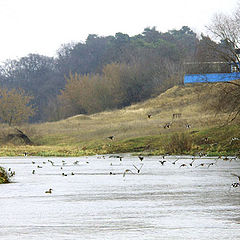 photo "Wild ducks"