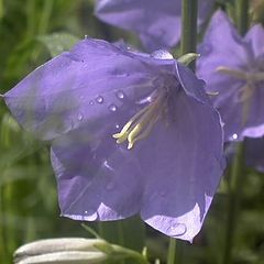 photo "Bluebells"