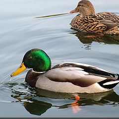 photo "Married couple"