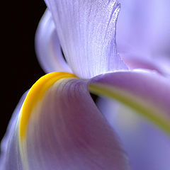 photo "Iris"