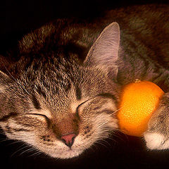 photo "Tangerine and a cat)"