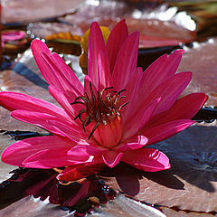 photo "Flower of a lily"