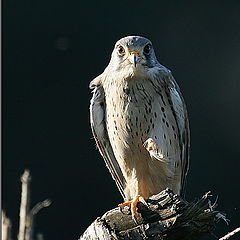 photo "Lasser Kestrel - Falco naumanni"