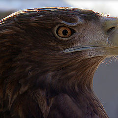 photo "Bald eagle..."