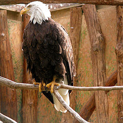 photo "King of Birds!!"