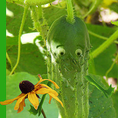 photo "Amorous cucumber"