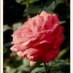 photo "Portrait of rose"