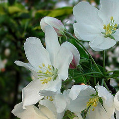 photo "Apple-tree"