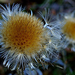 photo "Autumn"