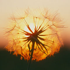 photo "Dandelion Sunset"