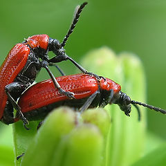 photo "~Bugs 3~"