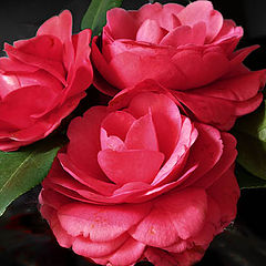 photo "Camellias"