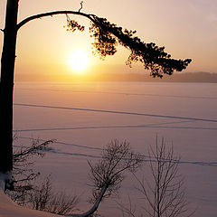 фото "Зимняя вечерняя картинка с сосной и солнцем"