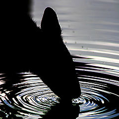 фото "Водопой."