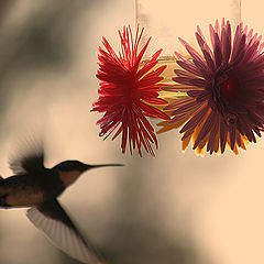 фото "Hummingbirds"