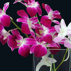 photo "Orchids :o)"