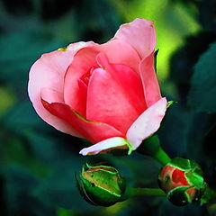 photo "rose"