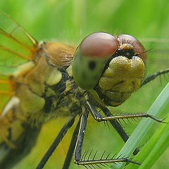 photo "~Dragonfly~"