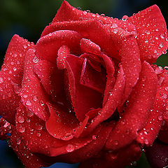 photo "Rose"