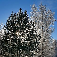 фото "Свет и тень."