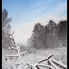 фото "Холодная зима"