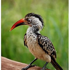 photo "Yellow billed hornbill"