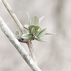 photo "Searching for Spring"