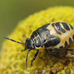 photo "~Bedbug~ (yellow)"