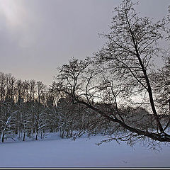 photo "Frosty silence"