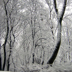 photo "winter"