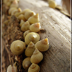 photo "Follow the shells"