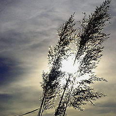 photo "Grass in the sun"