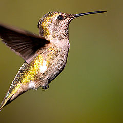 фото "No flowers, Hummingbird, Selasphorus hummers"