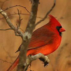 photo "Natures Painting"