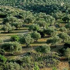 photo "Olive grove"