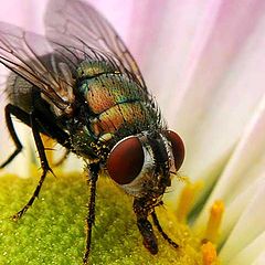 photo "Colorful Fly"