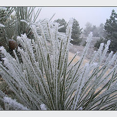 photo "... hoarfrost transparent needles..."